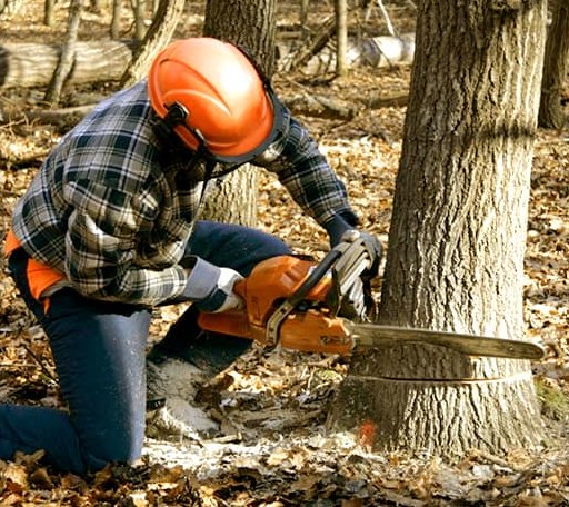 Tree Removal in North Tazewell, VA